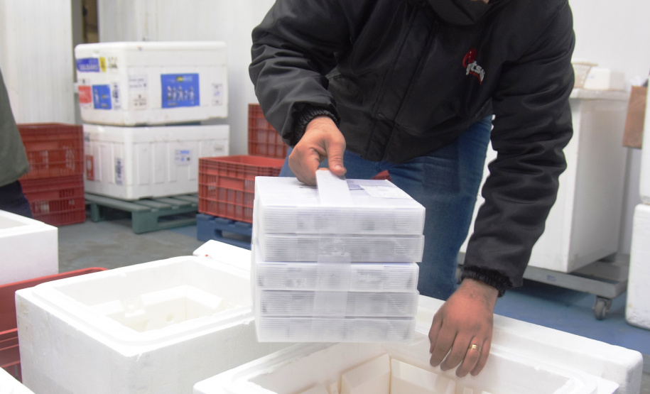 Paraná recebe 124.020 vacinas contra a Covid-19 nesta quinta Foto: Américo Antonio/SESA