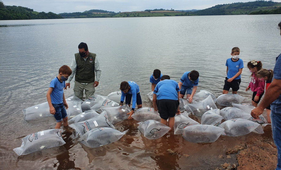 Rio Iguaçu recebe mais 310 mil peixes nativos juvenis. Foto: SEDEST