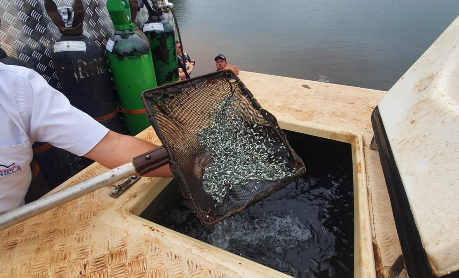 Rio Iguaçu recebe mais 310 mil peixes nativos juvenis. Foto: SEDEST