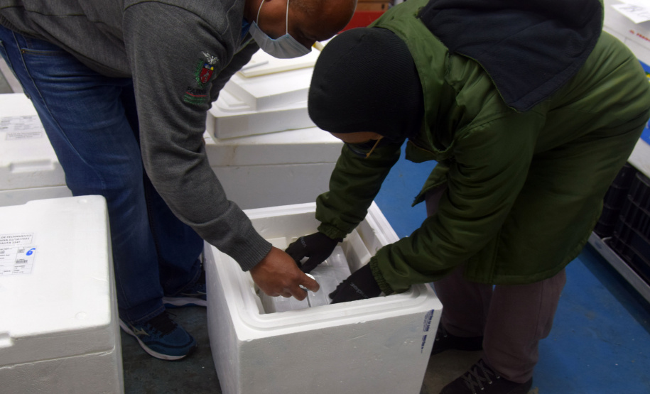 Paraná recebe mais 154.440 vacinas contra a Covid-19 nesta segunda. Foto: Américo Antonio/SESA