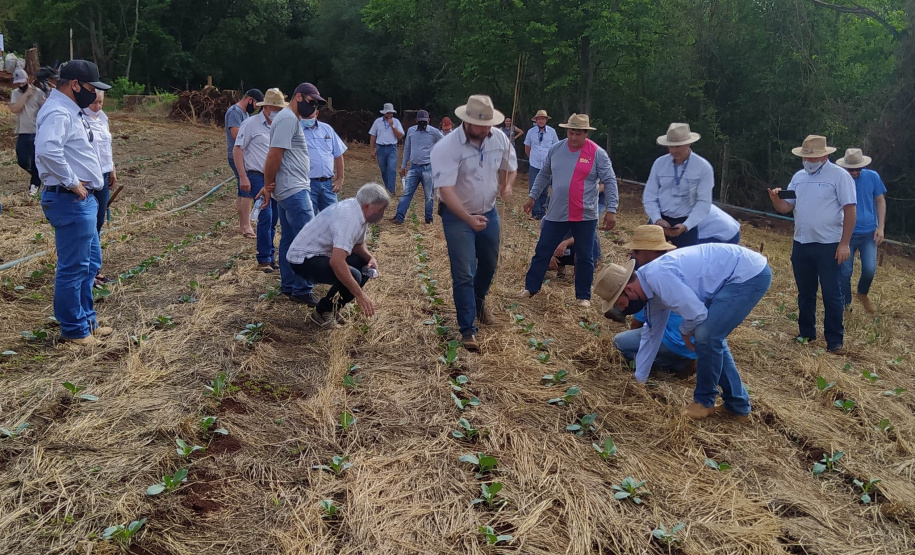 Difundir tecnologias sustentáveis para a produção agrícola é um dos propósitos do IDR-Paraná (Instituto de Desenvolvimento Rural do Paraná - Iapar-Emater). O Sistema de Plantio Direto de Hortaliças (SPDH) é uma dessas práticas que vêm sendo levadas aos agricultores. Na região de Cascavel um dia de campo mostrou aos olericultores as vantagens e soluções para problemas surgidos durante implementação do sistema. - Curitiba, 14/10/2021 - Foto: IDR-PR