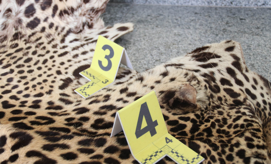 A Seção de Crimes Ambientais, vinculada ao Instituto de Criminalística da Polícia Científica do Paraná, desde a sua criação, em dezembro de 2019, tem atuado com peritos criminais, especialistas na área, com intuito de comprovar a prática de condutas criminosas contra a fauna, a flora e à natureza no geral. - Curitiba, 14/10/2021 - Foto: SESP-PR