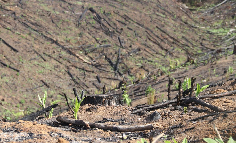 A Seção de Crimes Ambientais, vinculada ao Instituto de Criminalística da Polícia Científica do Paraná, desde a sua criação, em dezembro de 2019, tem atuado com peritos criminais, especialistas na área, com intuito de comprovar a prática de condutas criminosas contra a fauna, a flora e à natureza no geral. - Curitiba, 14/10/2021 - Foto: SESP-PR