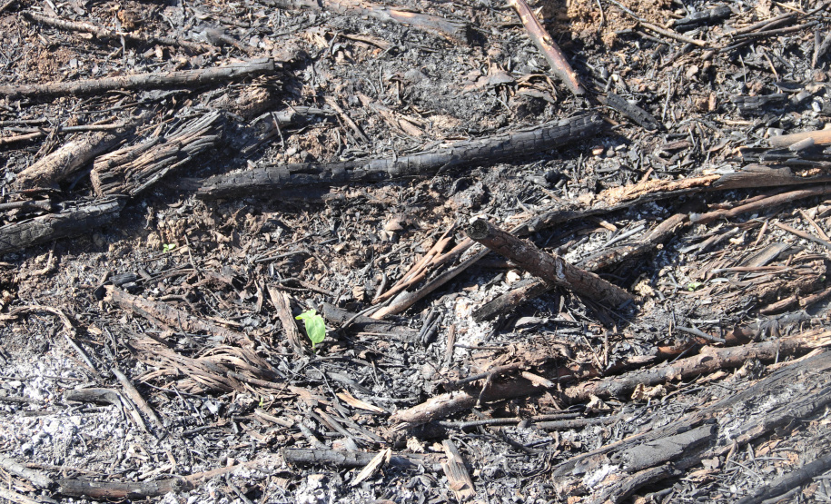 A Seção de Crimes Ambientais, vinculada ao Instituto de Criminalística da Polícia Científica do Paraná, desde a sua criação, em dezembro de 2019, tem atuado com peritos criminais, especialistas na área, com intuito de comprovar a prática de condutas criminosas contra a fauna, a flora e à natureza no geral. - Curitiba, 14/10/2021 - Foto: SESP-PR