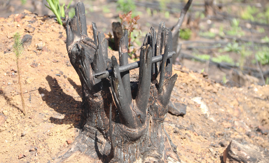 A Seção de Crimes Ambientais, vinculada ao Instituto de Criminalística da Polícia Científica do Paraná, desde a sua criação, em dezembro de 2019, tem atuado com peritos criminais, especialistas na área, com intuito de comprovar a prática de condutas criminosas contra a fauna, a flora e à natureza no geral. - Curitiba, 14/10/2021 - Foto: SESP-PR