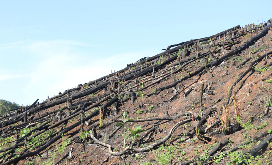 A Seção de Crimes Ambientais, vinculada ao Instituto de Criminalística da Polícia Científica do Paraná, desde a sua criação, em dezembro de 2019, tem atuado com peritos criminais, especialistas na área, com intuito de comprovar a prática de condutas criminosas contra a fauna, a flora e à natureza no geral. - Curitiba, 14/10/2021 - Foto: SESP-PR