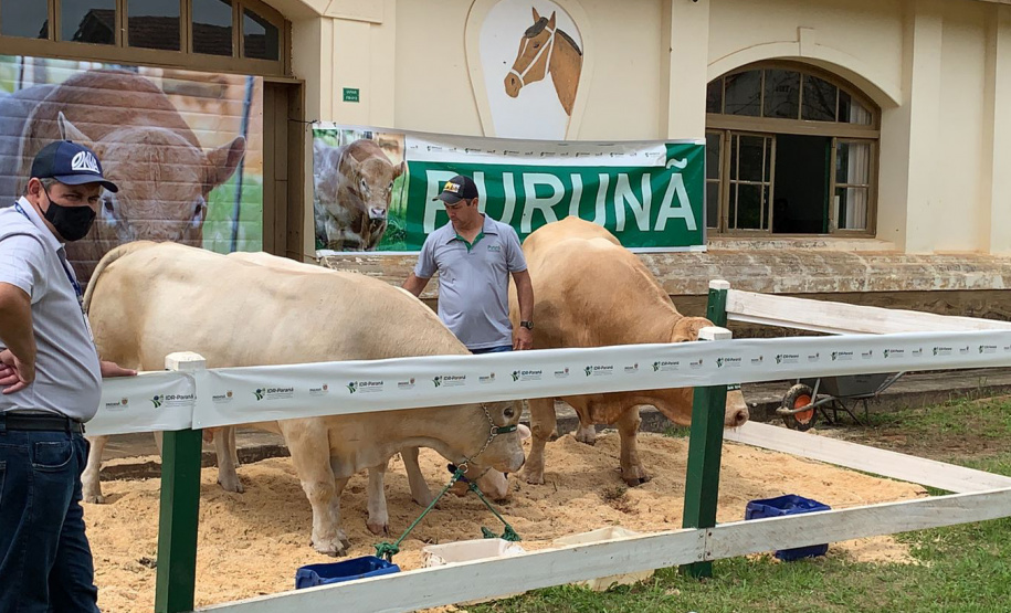 Em comemoração aos cinco anos do Purunã, IDR-Paraná lança projeto para disseminar a raça pelo estado - Curitiba, 14/10/2021 - Foto: IDR-PARANÁ