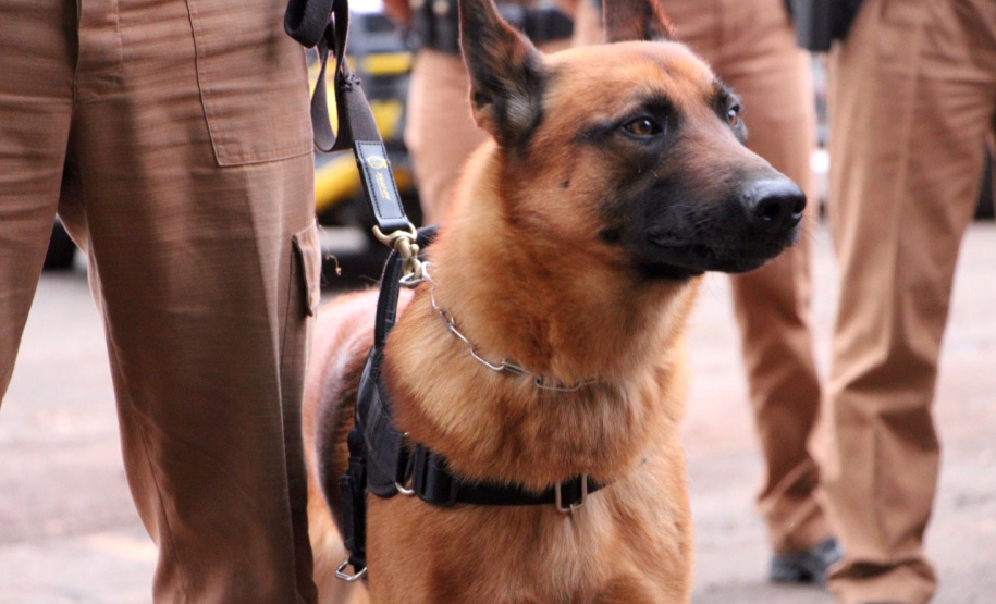 Centenas de viaturas e 1,5 mil policiais militares a mais do efetivo já aplicado rotineiramente, foram às ruas neste sábado (16/10) em todo o Paraná para inibir crimes e reforçar o patrulhamento em aéreas comerciais e residenciais do estado pela operação Fecha Quartel II. - Curitiba, 16/10/2021 - Foto: PMPR