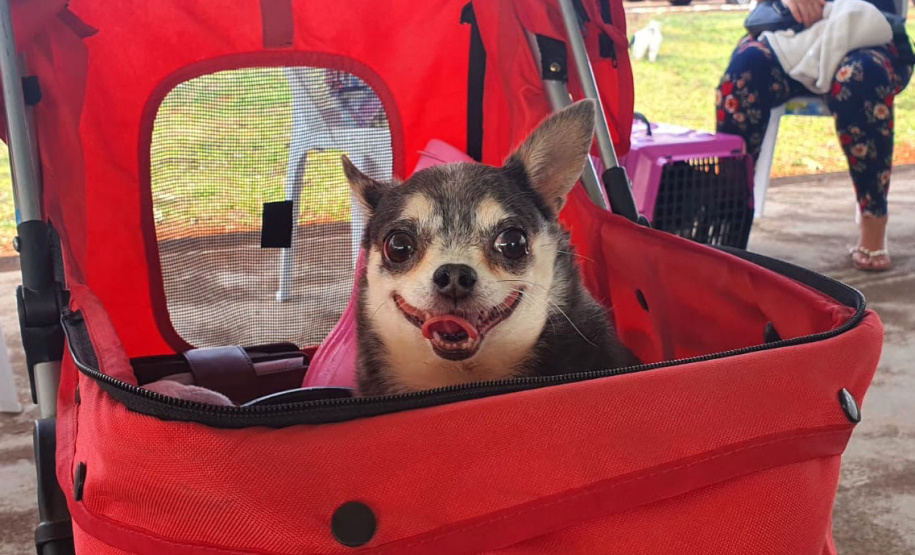 Em três municípios do Norte Pioneiro do Estado, 463 animais são aguardados para o Programa Permanente de Esterilização de Cães e Gatos ? CastraPet Paraná até o final deste mês. A ação é promovida pela Secretaria do Desenvolvimento Sustentável e do Turismo (Sedest), em parceria com os municípios, que realizam o cadastro das famílias beneficiadas. - Curitiba, 18/10/2021 - Foto: SEDEST