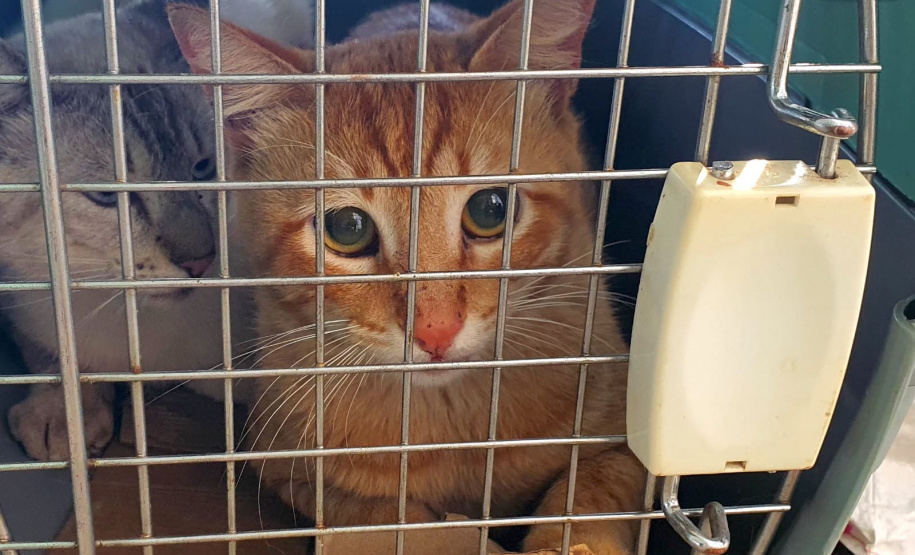 Em três municípios do Norte Pioneiro do Estado, 463 animais são aguardados para o Programa Permanente de Esterilização de Cães e Gatos ? CastraPet Paraná até o final deste mês. A ação é promovida pela Secretaria do Desenvolvimento Sustentável e do Turismo (Sedest), em parceria com os municípios, que realizam o cadastro das famílias beneficiadas. - Curitiba, 18/10/2021 - Foto: SEDEST