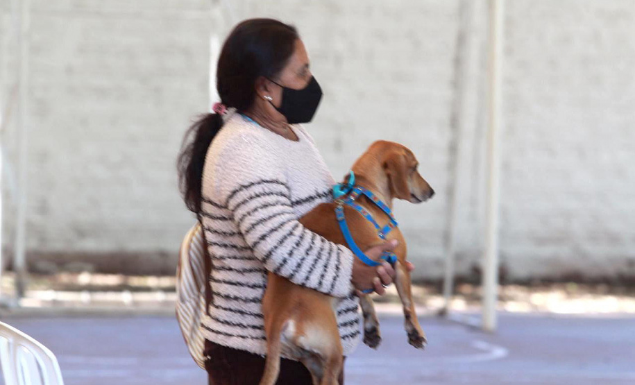 Em três municípios do Norte Pioneiro do Estado, 463 animais são aguardados para o Programa Permanente de Esterilização de Cães e Gatos ? CastraPet Paraná até o final deste mês. A ação é promovida pela Secretaria do Desenvolvimento Sustentável e do Turismo (Sedest), em parceria com os municípios, que realizam o cadastro das famílias beneficiadas. - Curitiba, 18/10/2021 - Foto: SEDEST