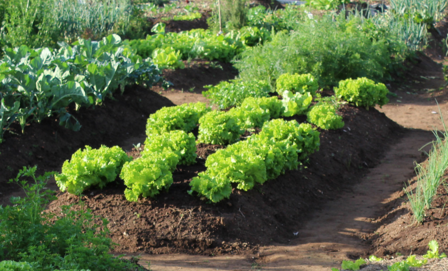 Agricultura lança segundo volume da cartilha “Horta como Hobby” - Curitiba, 19/10/2021 - Foto: SEAB