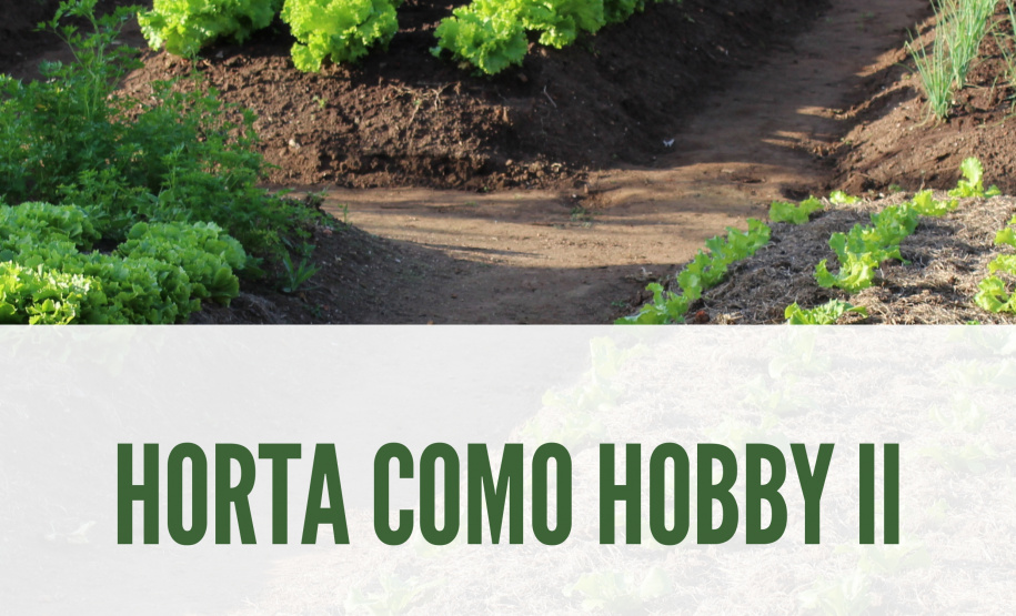 Agricultura lança segundo volume da cartilha “Horta como Hobby” - Curitiba, 19/10/2021 - Foto: SEAB