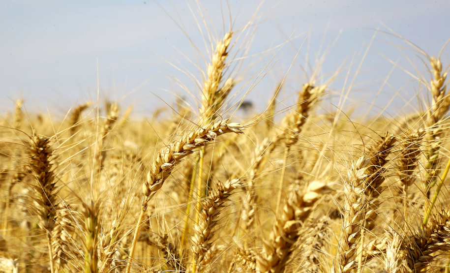 Colheita do trigo avança no Paraná. Foto:Jaelson Lucas / Arquivo AEN