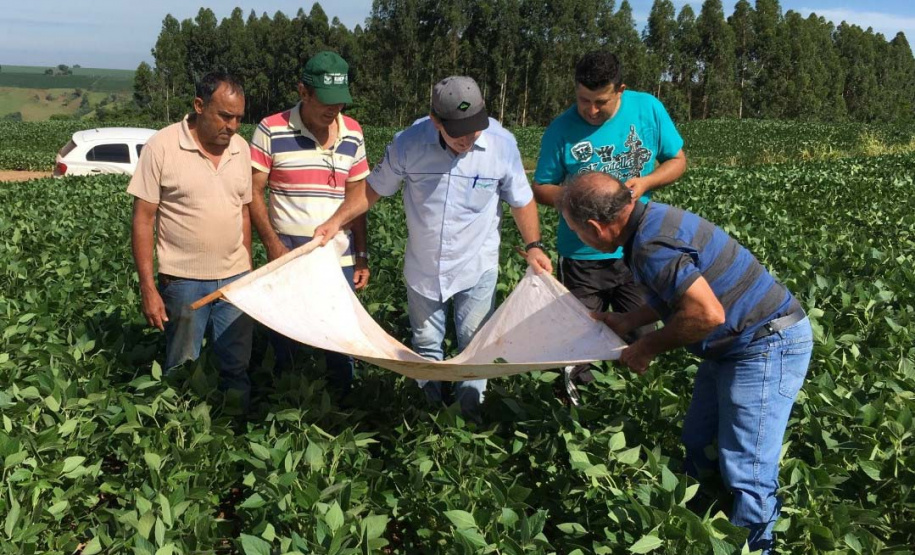 IDR-Paraná apresenta resultados da adoção de boas práticas na produção da soja e inicia o Alerta Ferrugem. Foto: IDR
