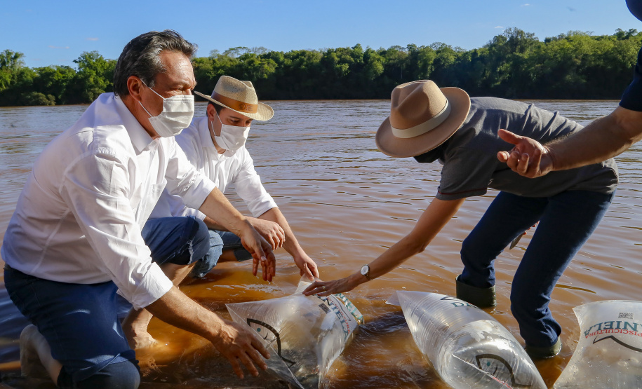 21.10.2021 - Governador Carlos Massa Ratinho Junior promove a soltura de 20 mil dourados no rio Ivai em Ivatuba.
Foto Gilson Abreu/AEN