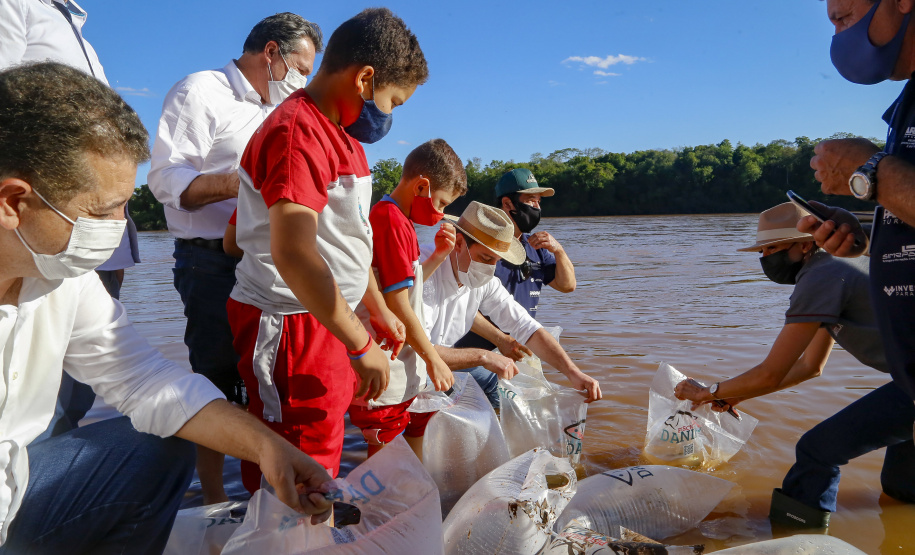 21.10.2021 - Governador Carlos Massa Ratinho Junior promove a soltura de 20 mil dourados no rio Ivai em Ivatuba.
Foto Gilson Abreu/AEN