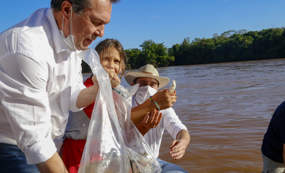 21.10.2021 - Governador Carlos Massa Ratinho Junior promove a soltura de 20 mil dourados no rio Ivai em Ivatuba.
Foto Gilson Abreu/AEN
