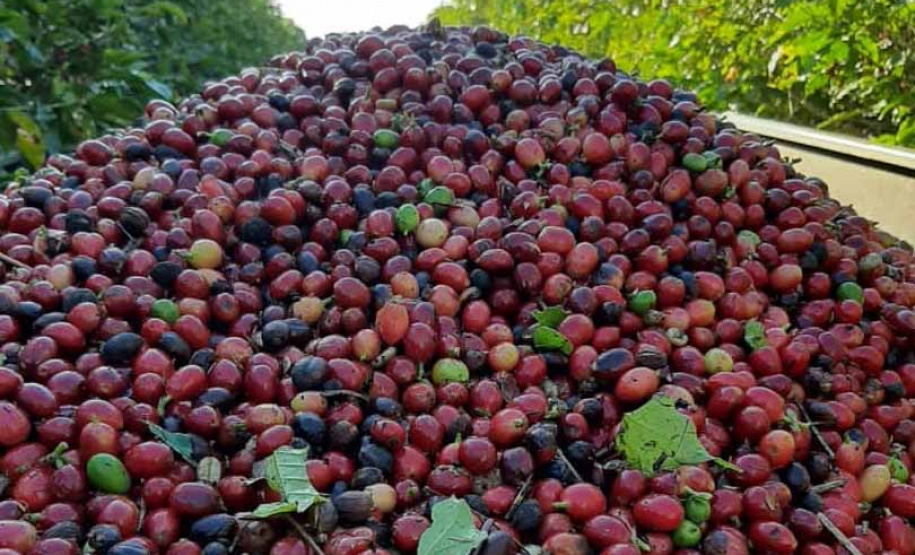 Divulgados os competidores do Concurso Café Qualidade Paraná 2021 . Foto: IDR