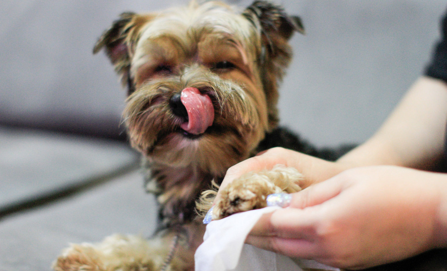 Campanha conscientiza sobre câncer de mama em pets. Foto: Geraldo Bubniak/AEN