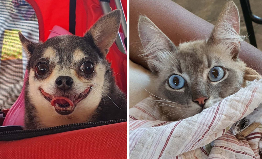 Campanha conscientiza sobre câncer de mama em pets. Foto: SEDEST