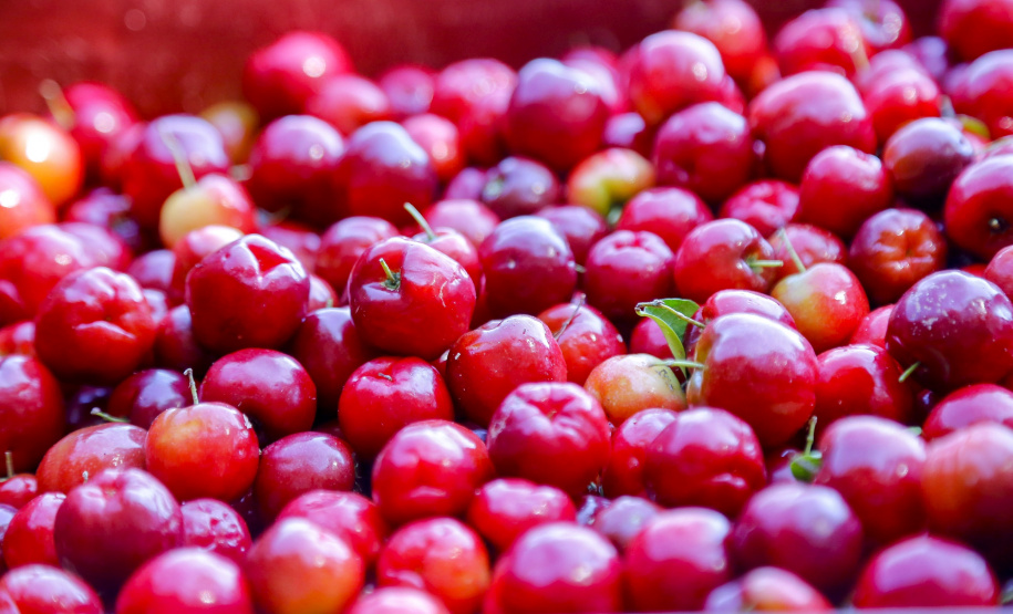 22.11.2021- Produção de acerola em Japurá.
Foto Gilson Abreu/AEN