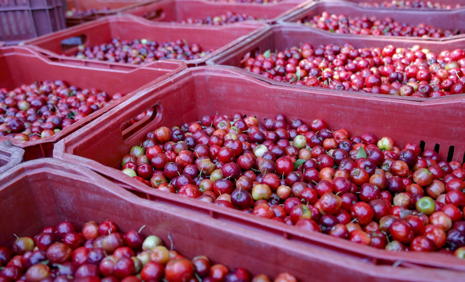 22.11.2021- Produção de acerola em Japurá.
Foto Gilson Abreu/AEN