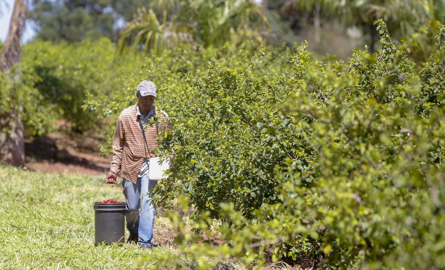 22.11.2021- Produção de acerola em Japurá.
Foto Gilson Abreu/AEN