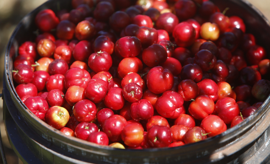 22.11.2021- Produção de acerola em Japurá.
Foto Gilson Abreu/AEN