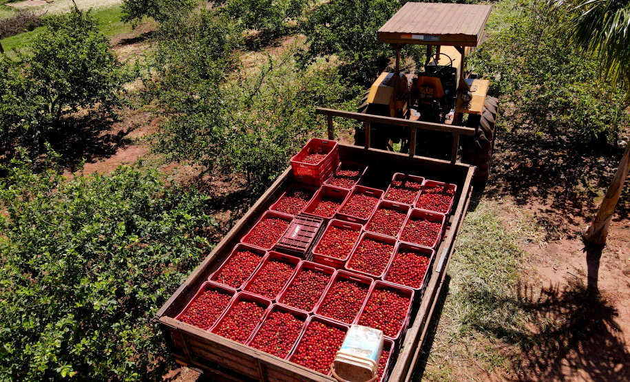 22.11.2021- Produção de acerola em Japurá.
Foto Gilson Abreu/AEN