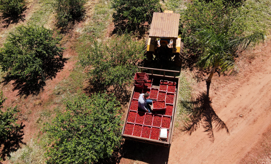 22.11.2021- Produção de acerola em Japurá.
Foto Gilson Abreu/AEN