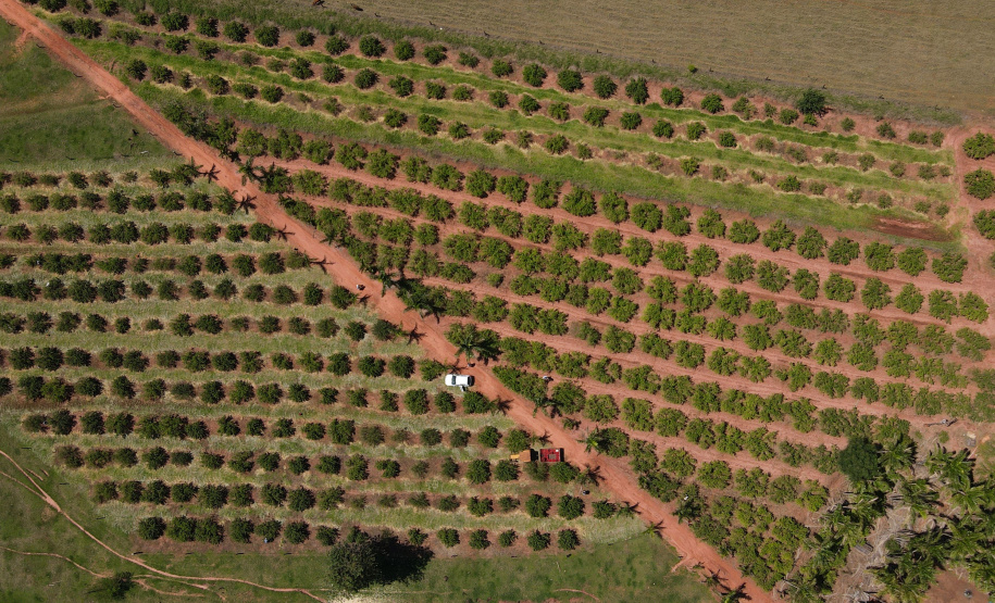 22.11.2021- Produção de acerola em Japurá.
Foto Gilson Abreu/AEN