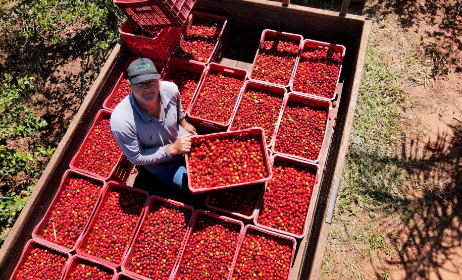 22.11.2021- Produção de acerola em Japurá.
Mauro Aparecido Zani .
Foto Gilson Abreu/AEN
