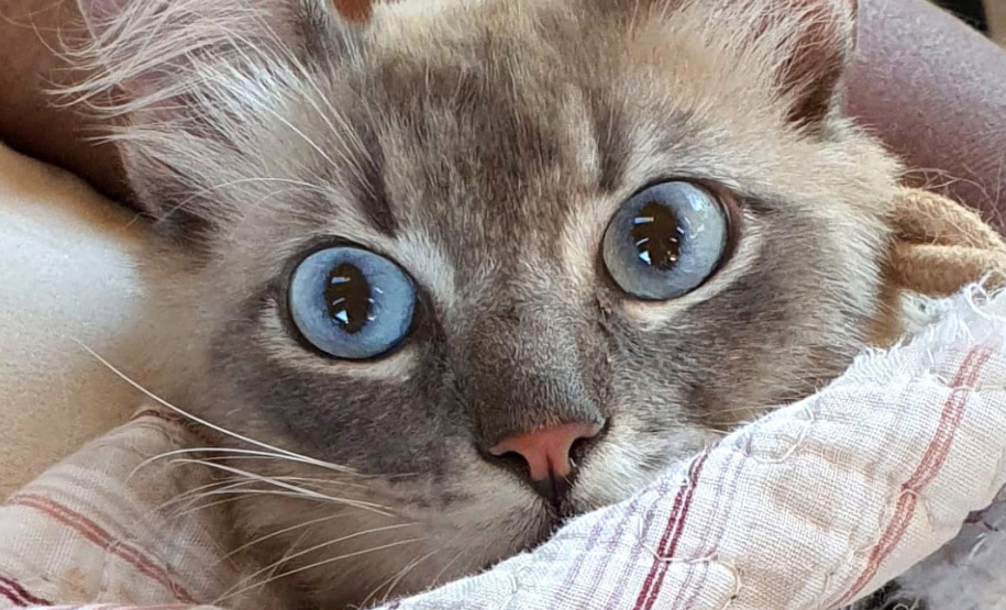 COLORADO -  O Castramóvel passou por sete municípios neste mês. Ao todo, foram esterilizados 855 cães e gatos, uma média de 147 por município. Nesta quarta e quinta-feira (27 e 28), o programa chega a Bandeirantes, onde são esperados 116 animais.  -  Curitiba, 26/10/2021 - Foto: SEDEST