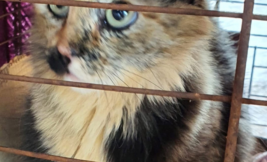 COLORADO -  O Castramóvel passou por sete municípios neste mês. Ao todo, foram esterilizados 855 cães e gatos, uma média de 147 por município. Nesta quarta e quinta-feira (27 e 28), o programa chega a Bandeirantes, onde são esperados 116 animais.  -  Curitiba, 26/10/2021 - Foto: SEDEST