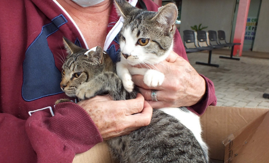 NOVA AMÉRICA DA COLINA -  O Castramóvel passou por sete municípios neste mês. Ao todo, foram esterilizados 855 cães e gatos, uma média de 147 por município. Nesta quarta e quinta-feira (27 e 28), o programa chega a Bandeirantes, onde são esperados 116 animais.  -  Curitiba, 26/10/2021 - Foto: SEDEST