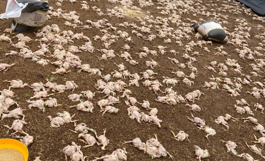 Secretário nacional de Defesa Civil percorre municípios do Paraná mais afetados por temporal. Foto: Defesa Civil