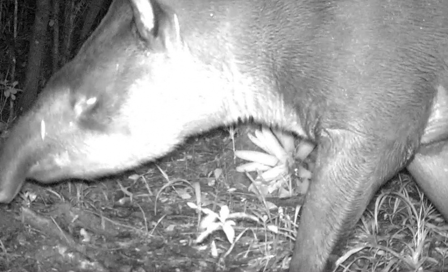 Levantamento da biodiversidade orienta a instalação de passagens de fauna para reduzir o futuro impacto da ferrovia - Curitiba, 26/10/2021 - Foto: Nova  Ferroeste