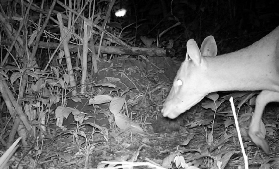 Levantamento da biodiversidade orienta a instalação de passagens de fauna para reduzir o futuro impacto da ferrovia - Curitiba, 26/10/2021 - Foto: Nova  Ferroeste