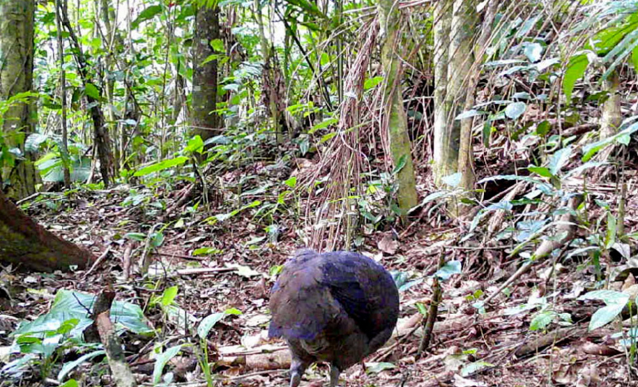 Levantamento da biodiversidade orienta a instalação de passagens de fauna para reduzir o futuro impacto da ferrovia - Curitiba, 26/10/2021 - Foto: Nova  Ferroeste