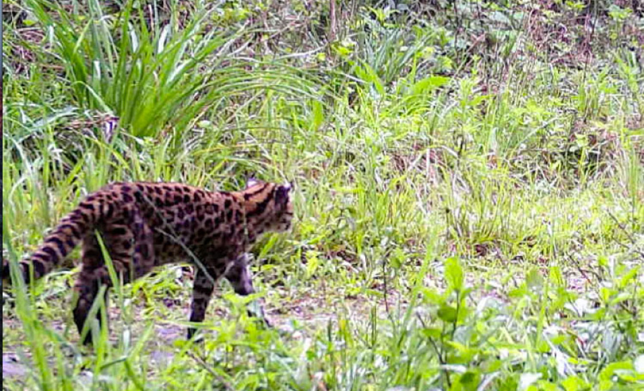 Levantamento da biodiversidade orienta a instalação de passagens de fauna para reduzir o futuro impacto da ferrovia - Curitiba, 26/10/2021 - Foto: Nova  Ferroeste