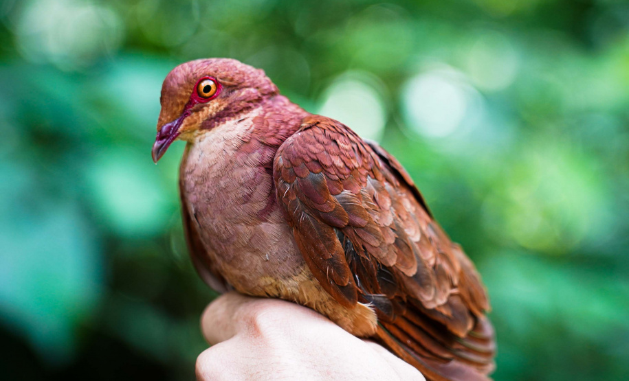 Uma equipe de biólogos que atua nos estudos exigidos pelo projeto da Nova Ferroeste iniciou na semana passada a quarta e última campanha da fauna, que faz o levantamento e identificação das espécies existentes nas áreas do traçado da ferrovia. Espécies endêmicas de anfíbios, anta, onça-parda, aves e animais ameaçados de extinção foram identificados na Serra do Mar, onde foram realizados os trabalhos.Foto: Conrrado Age/AEN
