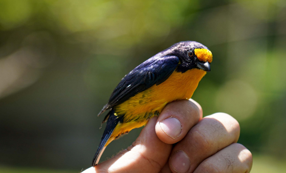 Uma equipe de biólogos que atua nos estudos exigidos pelo projeto da Nova Ferroeste iniciou na semana passada a quarta e última campanha da fauna, que faz o levantamento e identificação das espécies existentes nas áreas do traçado da ferrovia. Espécies endêmicas de anfíbios, anta, onça-parda, aves e animais ameaçados de extinção foram identificados na Serra do Mar, onde foram realizados os trabalhos.Foto: Conrrado Age/AEN