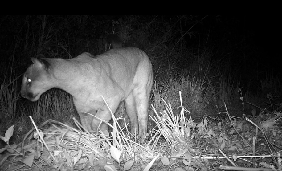 Levantamento da biodiversidade orienta a instalação de passagens de fauna para reduzir o futuro impacto da ferrovia - Curitiba, 26/10/2021 - Foto: Nova  Ferroeste