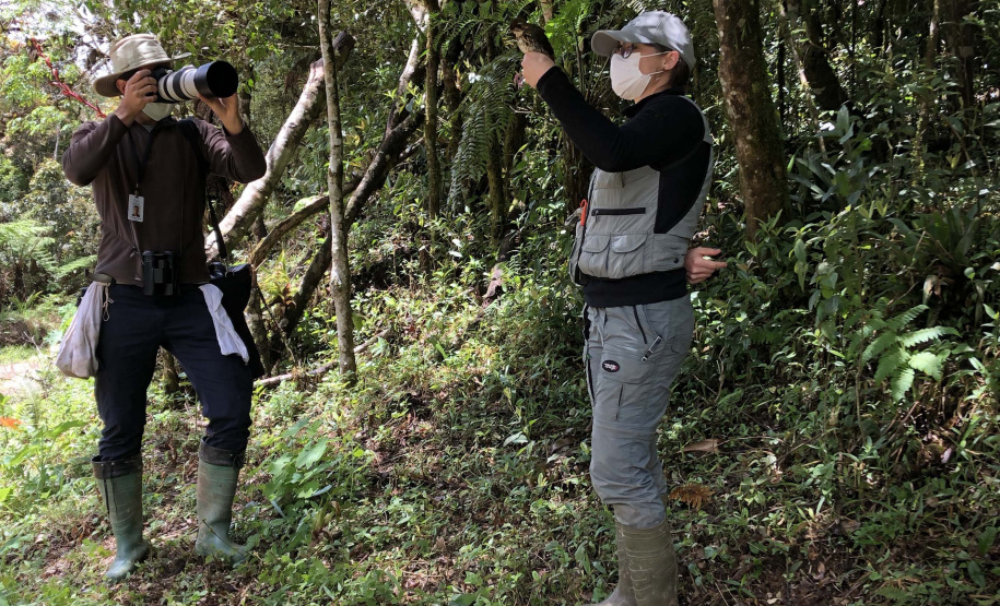 Uma equipe de biólogos que atua nos estudos exigidos pelo projeto da Nova Ferroeste iniciou na semana passada a quarta e última campanha da fauna, que faz o levantamento e identificação das espécies existentes nas áreas do traçado da ferrovia. Espécies endêmicas de anfíbios, anta, onça-parda, aves e animais ameaçados de extinção foram identificados na Serra do Mar, onde foram realizados os trabalhos.Foto: Heloísa Vieira/AEN