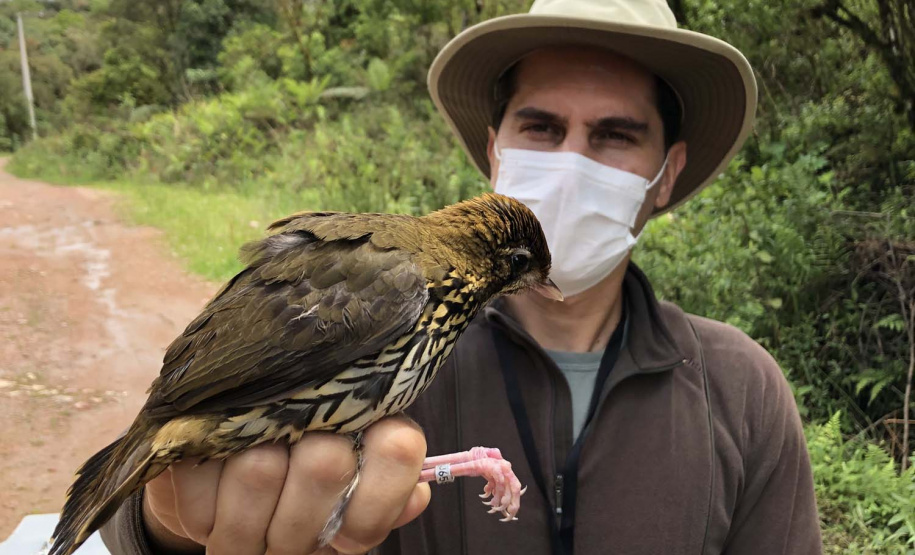 Uma equipe de biólogos que atua nos estudos exigidos pelo projeto da Nova Ferroeste iniciou na semana passada a quarta e última campanha da fauna, que faz o levantamento e identificação das espécies existentes nas áreas do traçado da ferrovia. Espécies endêmicas de anfíbios, anta, onça-parda, aves e animais ameaçados de extinção foram identificados na Serra do Mar, onde foram realizados os trabalhos.Foto: Heloísa Vieira/AEN