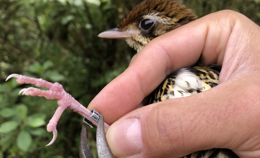 Uma equipe de biólogos que atua nos estudos exigidos pelo projeto da Nova Ferroeste iniciou na semana passada a quarta e última campanha da fauna, que faz o levantamento e identificação das espécies existentes nas áreas do traçado da ferrovia. Espécies endêmicas de anfíbios, anta, onça-parda, aves e animais ameaçados de extinção foram identificados na Serra do Mar, onde foram realizados os trabalhos.Foto: Heloísa Vieira/AEN