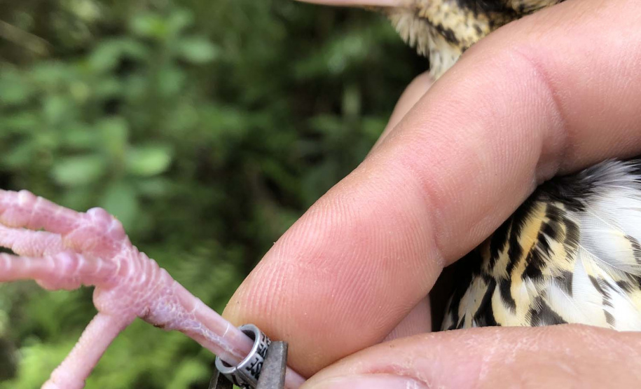 Uma equipe de biólogos que atua nos estudos exigidos pelo projeto da Nova Ferroeste iniciou na semana passada a quarta e última campanha da fauna, que faz o levantamento e identificação das espécies existentes nas áreas do traçado da ferrovia. Espécies endêmicas de anfíbios, anta, onça-parda, aves e animais ameaçados de extinção foram identificados na Serra do Mar, onde foram realizados os trabalhos.Foto: Heloísa Vieira/AEN