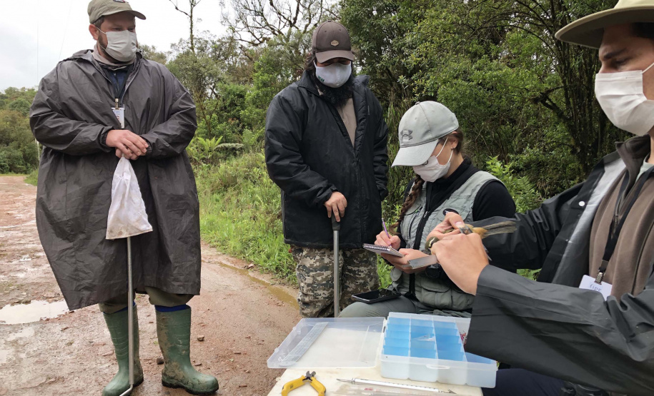 Uma equipe de biólogos que atua nos estudos exigidos pelo projeto da Nova Ferroeste iniciou na semana passada a quarta e última campanha da fauna, que faz o levantamento e identificação das espécies existentes nas áreas do traçado da ferrovia. Espécies endêmicas de anfíbios, anta, onça-parda, aves e animais ameaçados de extinção foram identificados na Serra do Mar, onde foram realizados os trabalhos.Foto: Heloísa Vieira/AEN