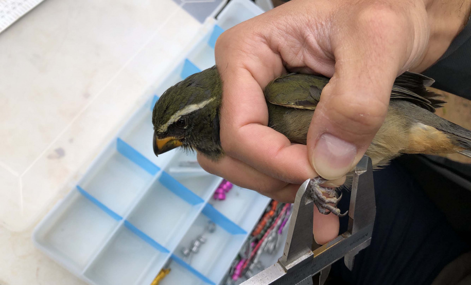 Uma equipe de biólogos que atua nos estudos exigidos pelo projeto da Nova Ferroeste iniciou na semana passada a quarta e última campanha da fauna, que faz o levantamento e identificação das espécies existentes nas áreas do traçado da ferrovia. Espécies endêmicas de anfíbios, anta, onça-parda, aves e animais ameaçados de extinção foram identificados na Serra do Mar, onde foram realizados os trabalhos.Foto: Heloísa Vieira/AEN